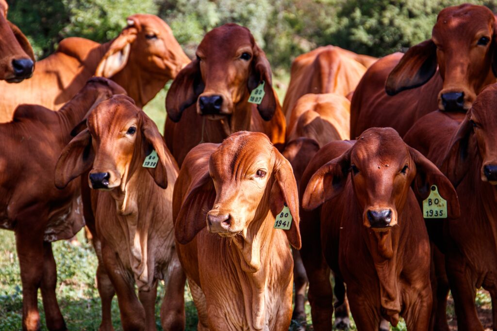 Cows in a green field on a sunny day